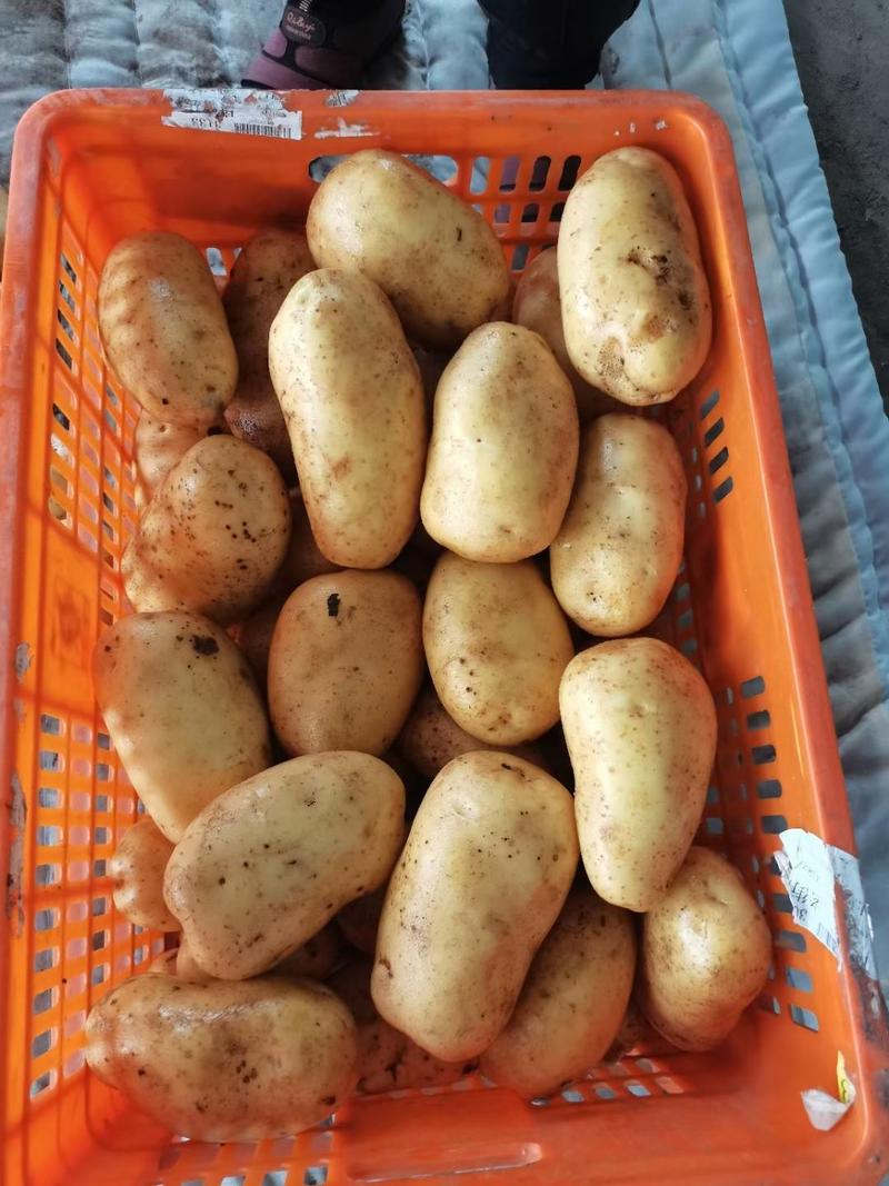 荷兰十五土豆山东土豆冷库直供规格齐全，量大从优!