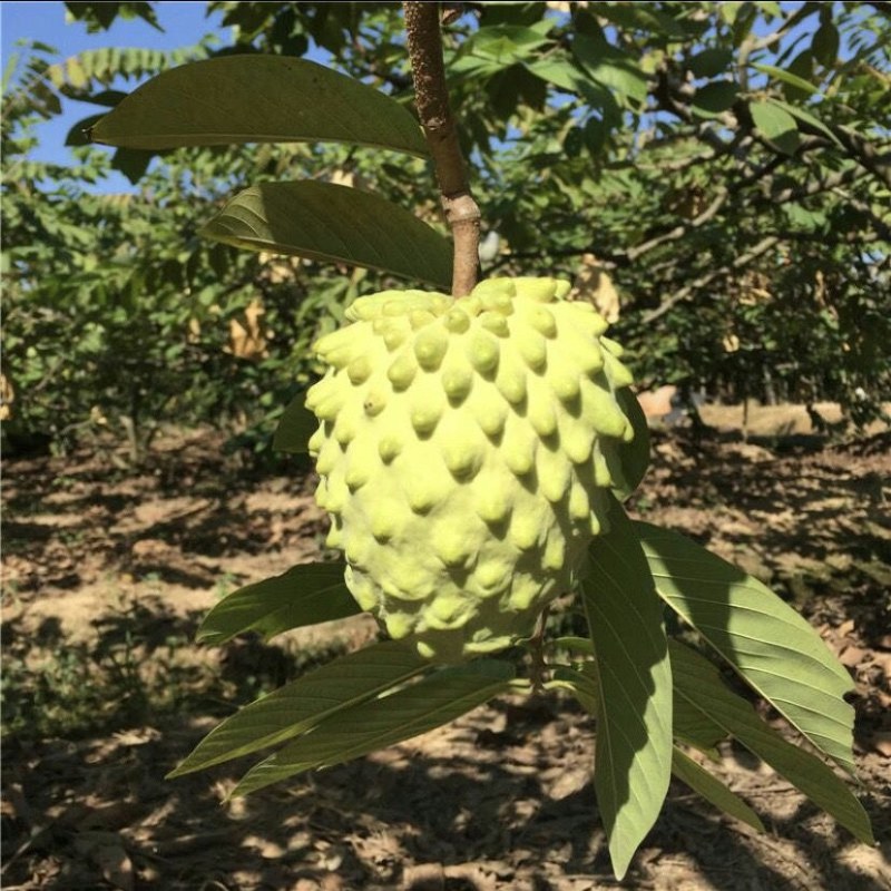 释迦果应季水果牛奶凤梨番荔枝佛头摩尼释迦菩提果