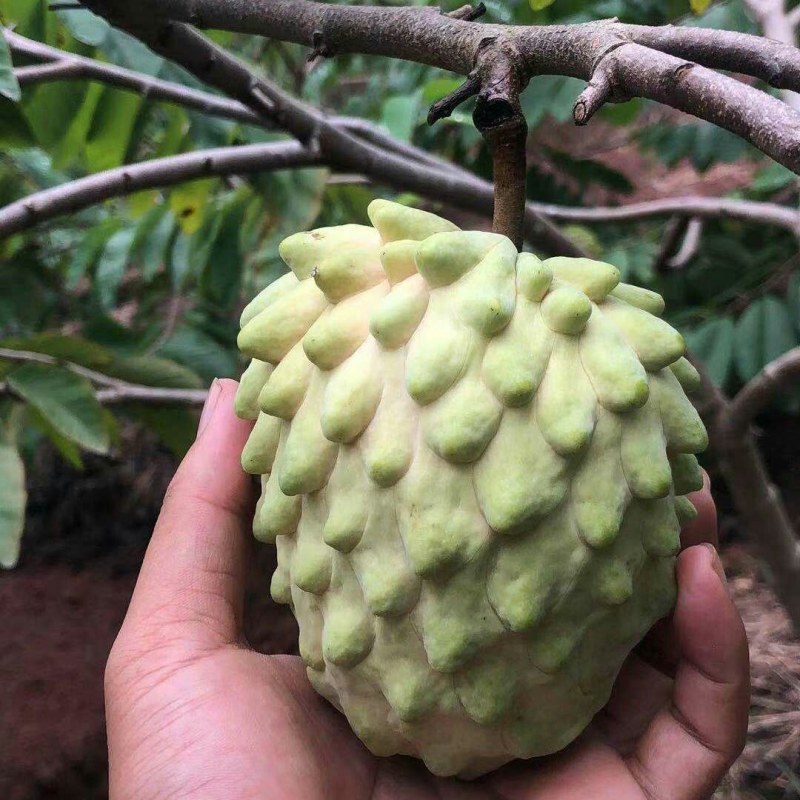 释迦果应季水果牛奶凤梨番荔枝佛头摩尼释迦菩提果