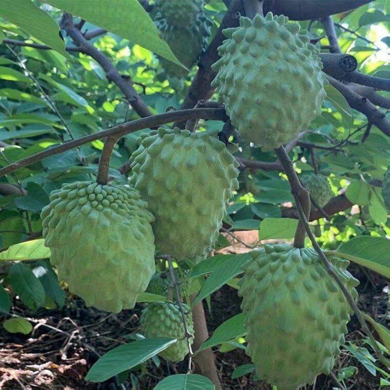 释迦果应季水果牛奶凤梨番荔枝佛头摩尼释迦菩提果