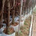 桃花苗观赏花2苗靓苗桃花树苗1.5-5公规格