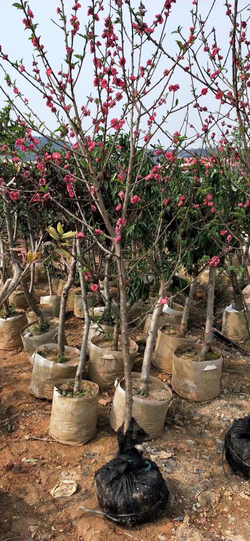 桃花苗观赏花2苗靓苗桃花树苗1.5-5公规格
