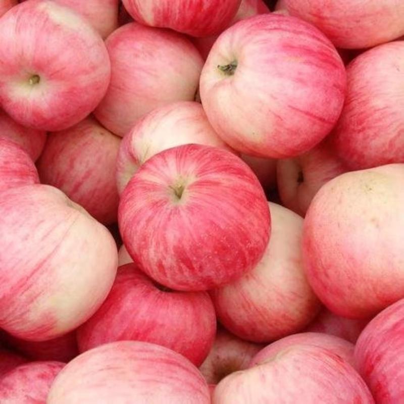 红富士苹果，产地直供，货源充足，可发全国物流。。。