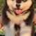 精品阿拉斯加幼犬，驱虫疫苗已做，支持视频在线选狗