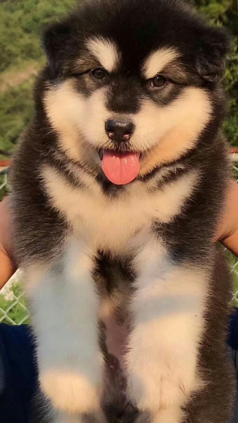 精品阿拉斯加幼犬，驱虫疫苗已做，支持视频在线选狗