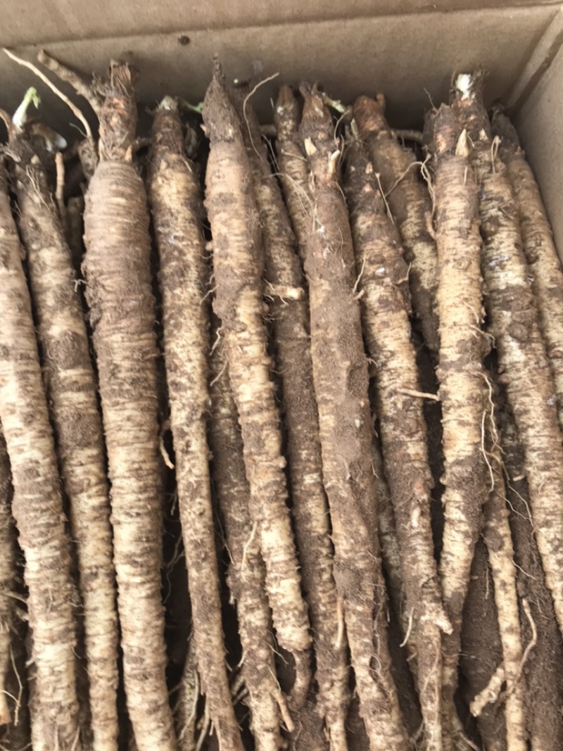 北沙参鲜品(客户要求的规格，就是我应该为你服务的）统货