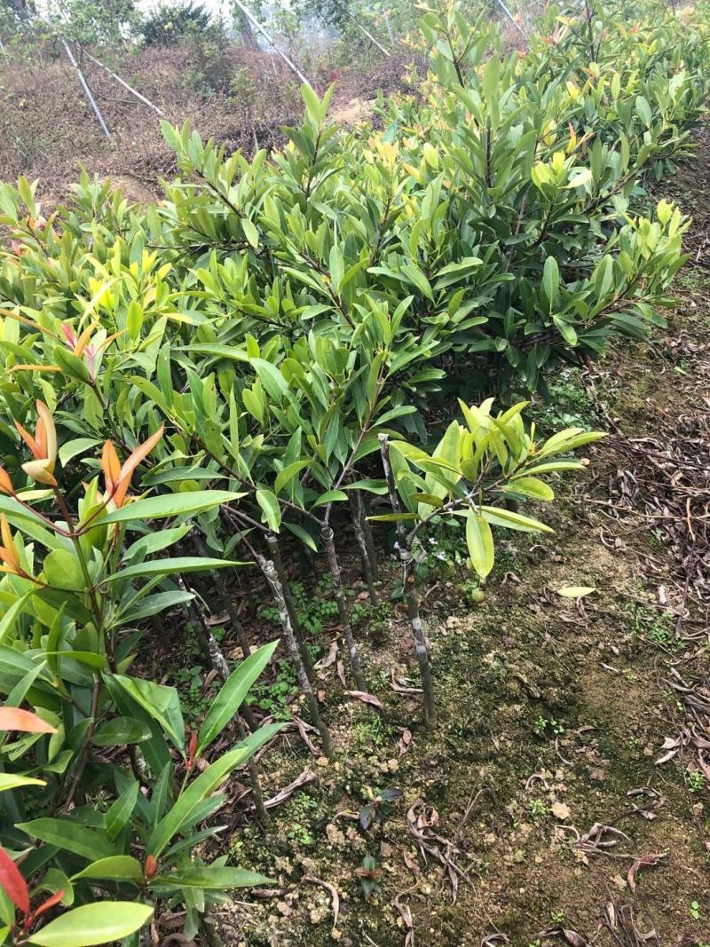 山竹苗黄金山竹苗岭南山竹树苗好种易活带土