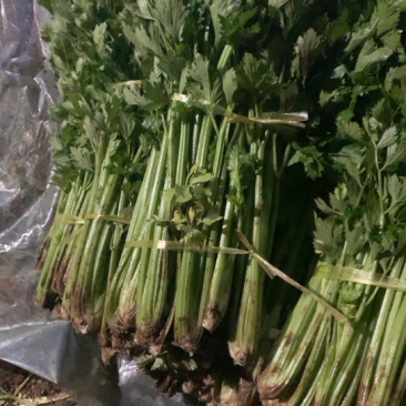 芹菜过年福利多多需要的抓紧联系
