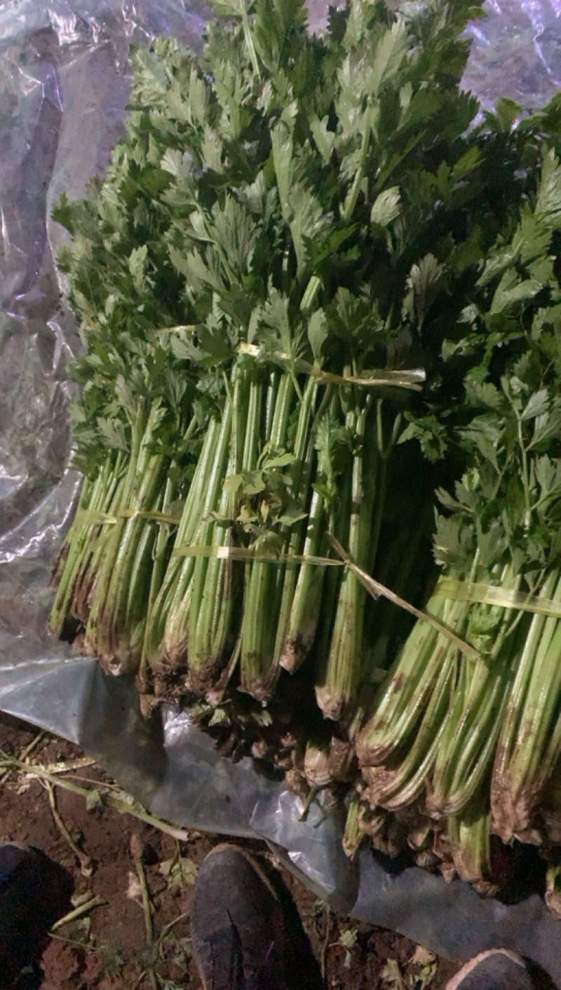芹菜过年福利多多需要的抓紧联系