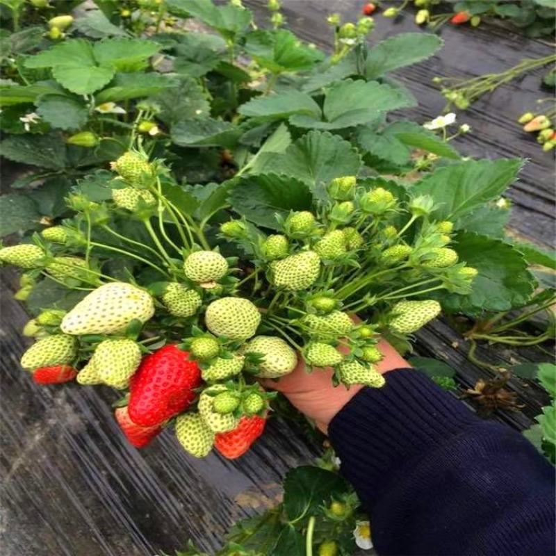 红颜草莓苗妙香七号草莓苗批发法兰地甜查理草莓苗基地