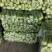 太和县蔬菜基地小油菜菜苔菜心上海青代收代办常年供应实力代