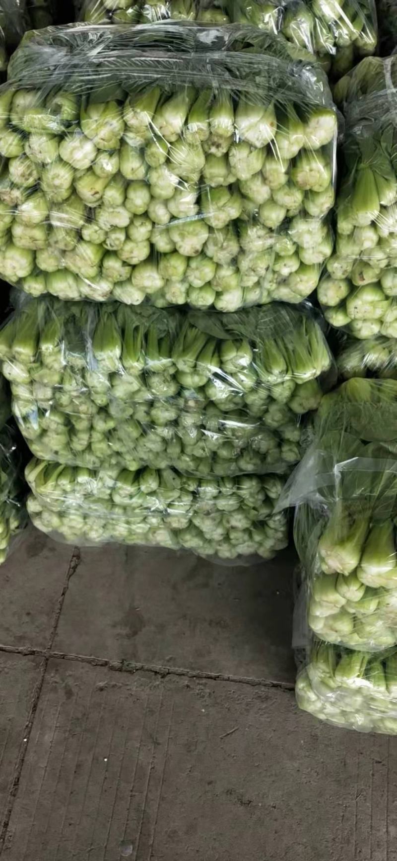 太和县蔬菜基地小油菜菜苔菜心上海青代收代办常年供应实力代