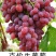 克伦生葡萄苗。保证纯度保证质，自然大粒无核。果肉硬脆。