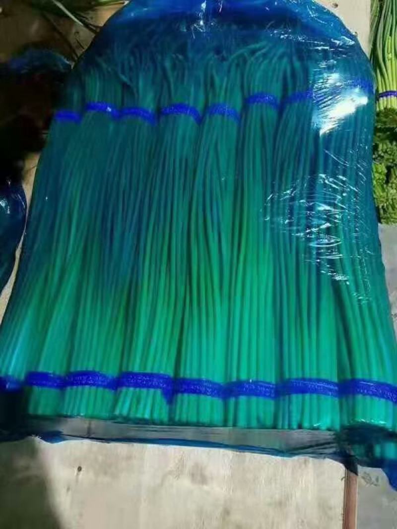 蒜苔山东蒜苔产地一手货源质量很好看货定价质量决定价格