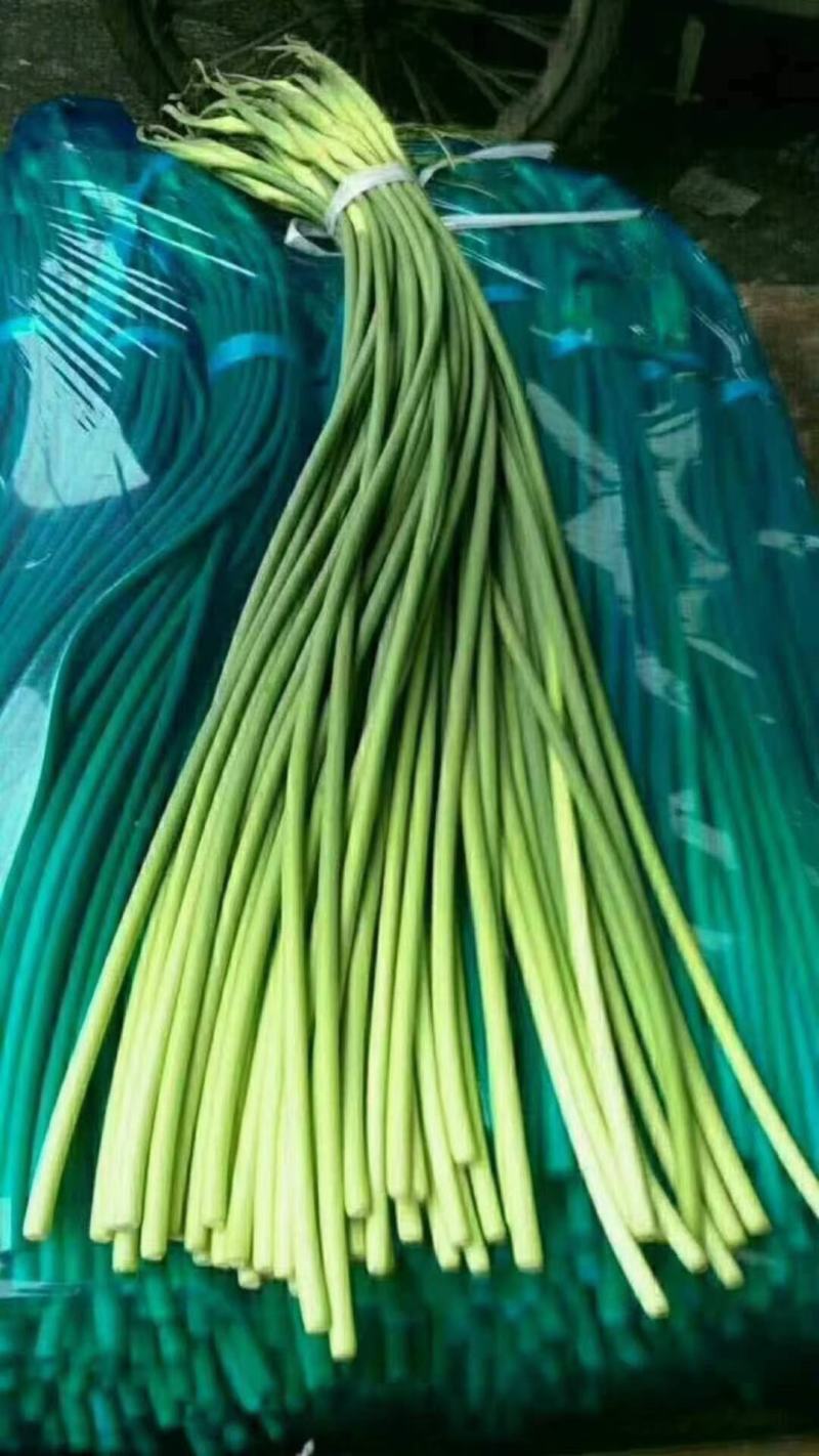 蒜苔山东蒜苔产地一手货源质量很好看货定价质量决定价格