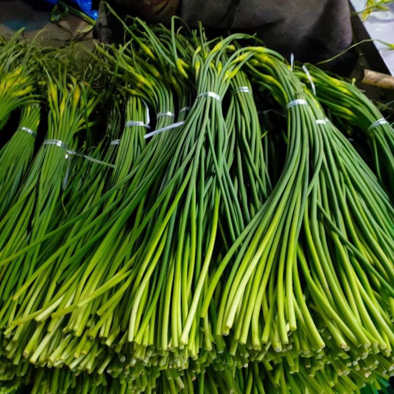 蒜苔山东蒜苔产地一手货源质量很好看货定价质量决定价格