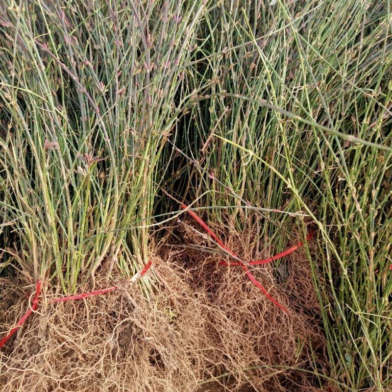 迎春花开花绿植室内外垂吊攀援绿化观赏花卉金黄迎春花苗