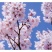 日本大红樱花种子新采樱花种子樱花树苗木种子行道树