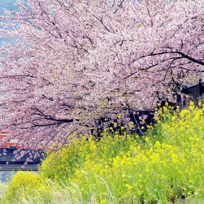 日本大红樱花种子新采樱花种子樱花树苗木种子行道树