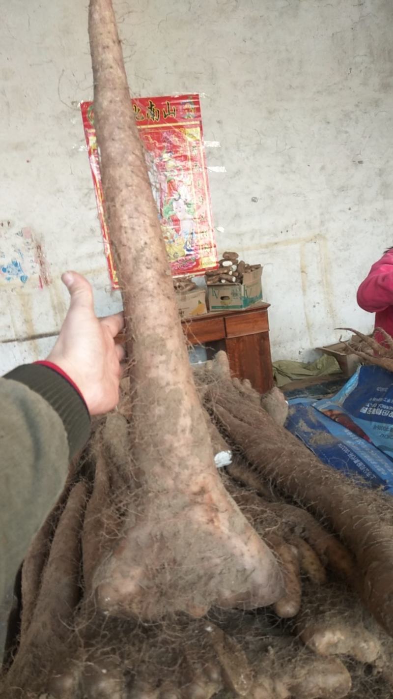 大量新鲜白玉山药批发