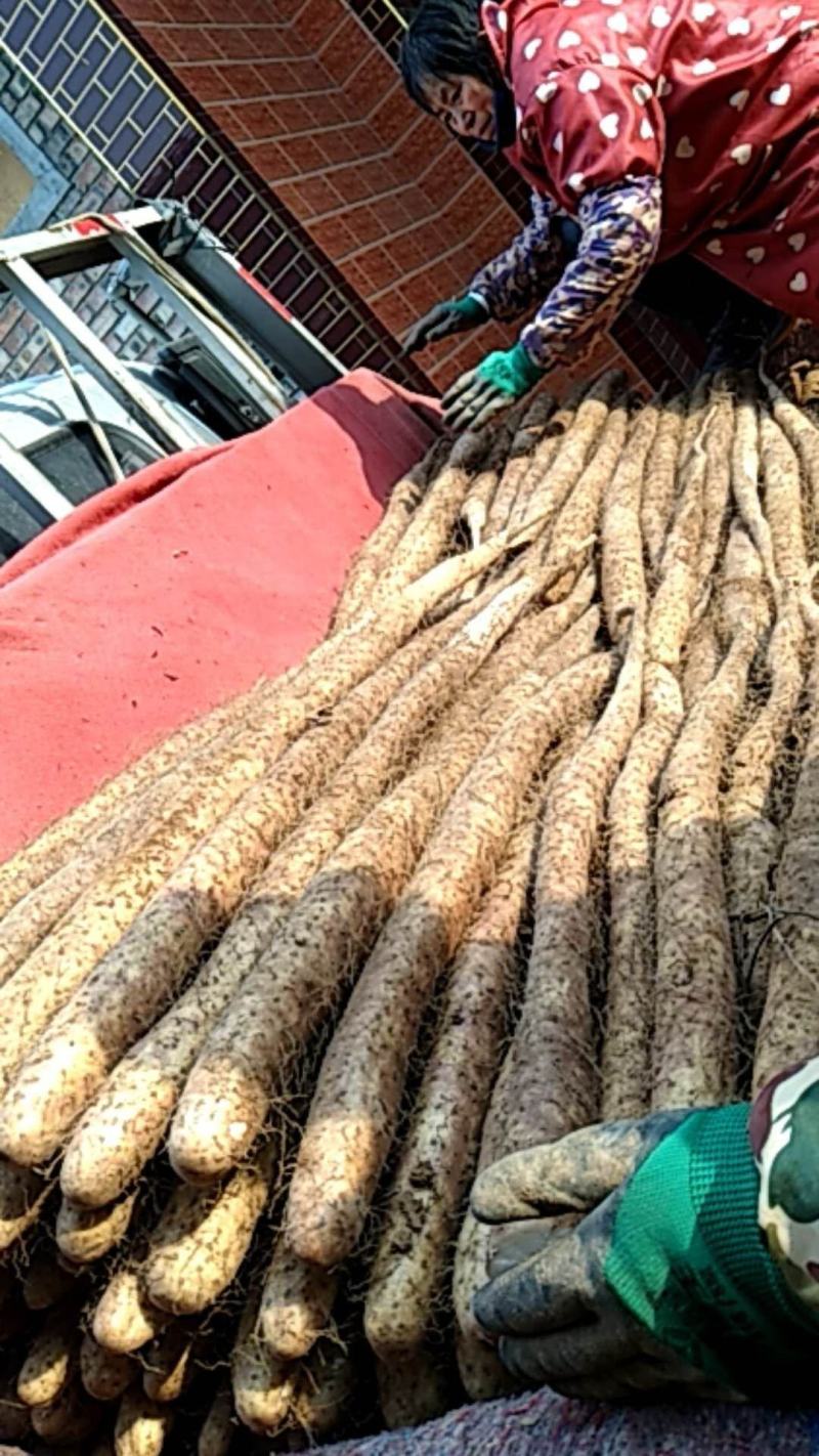 大量新鲜白玉山药批发