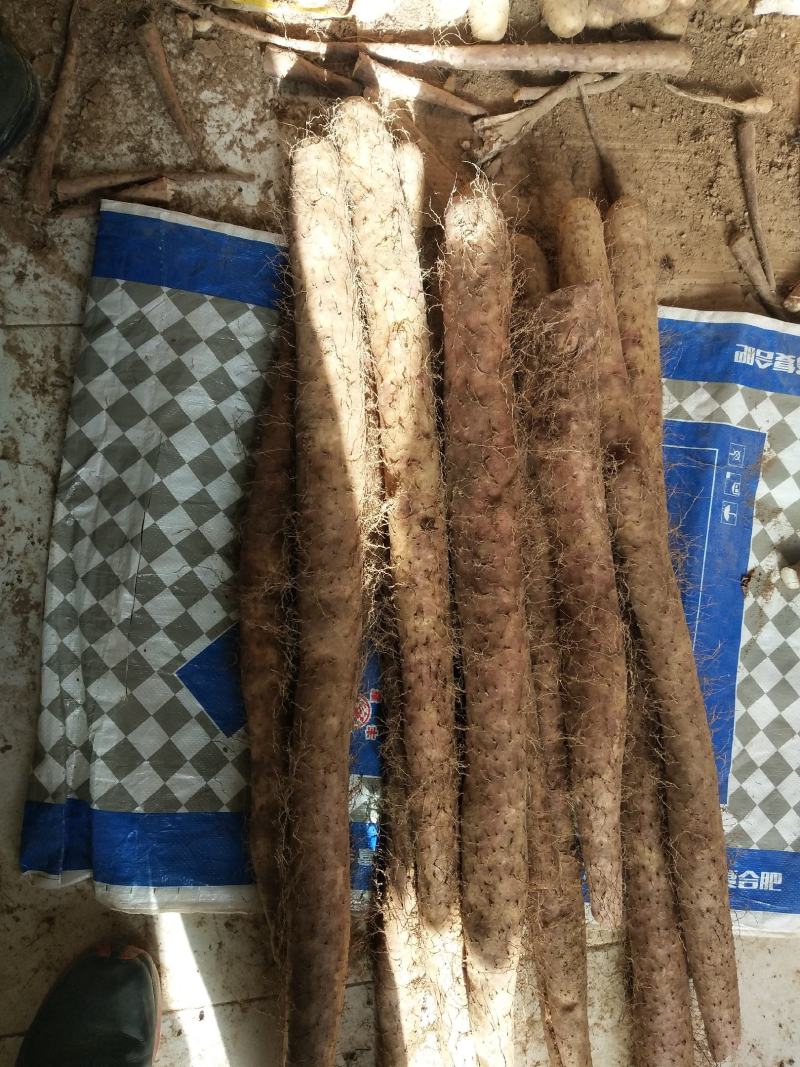 大量新鲜白玉山药批发