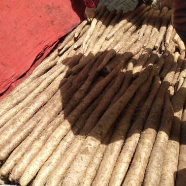 大量新鲜白玉山药批发