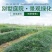 新采麦冬草种子玉龙草种子金边麦冬草籽日本矮麦冬草
