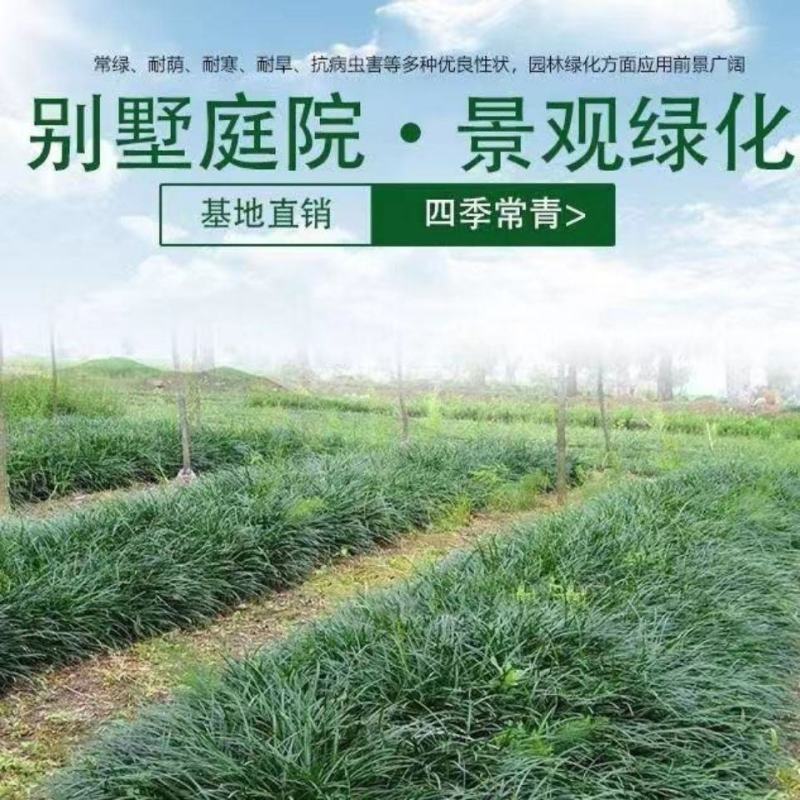 新采麦冬草种子玉龙草种子金边麦冬草籽日本矮麦冬草