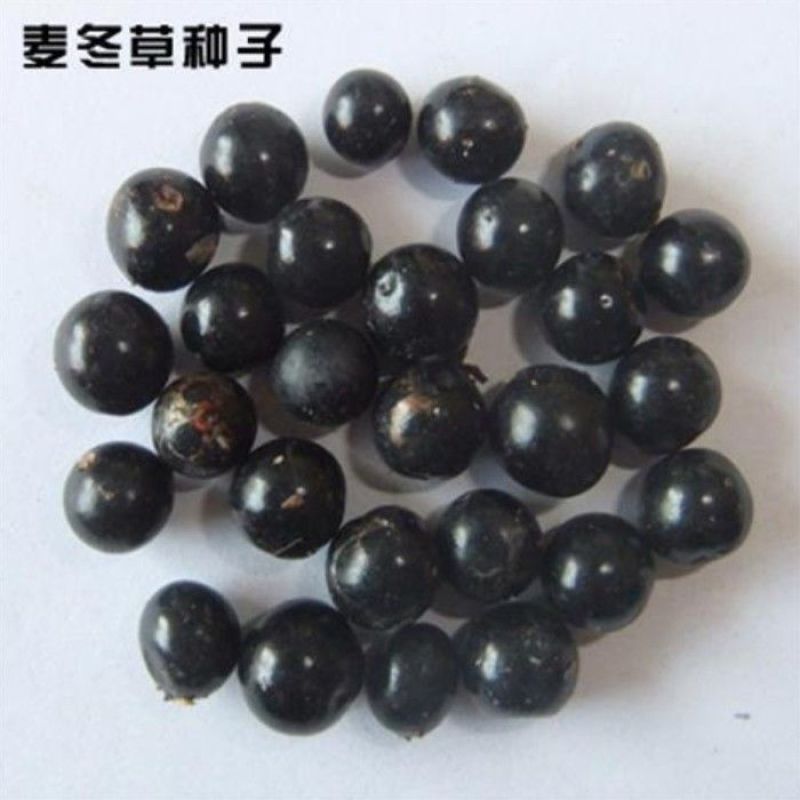 新采麦冬草种子玉龙草种子金边麦冬草籽日本矮麦冬草