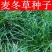 新采麦冬草种子玉龙草种子金边麦冬草籽日本矮麦冬草