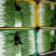 小白菜，精品广白，广东小白菜，黑叶白，好品质好市场，