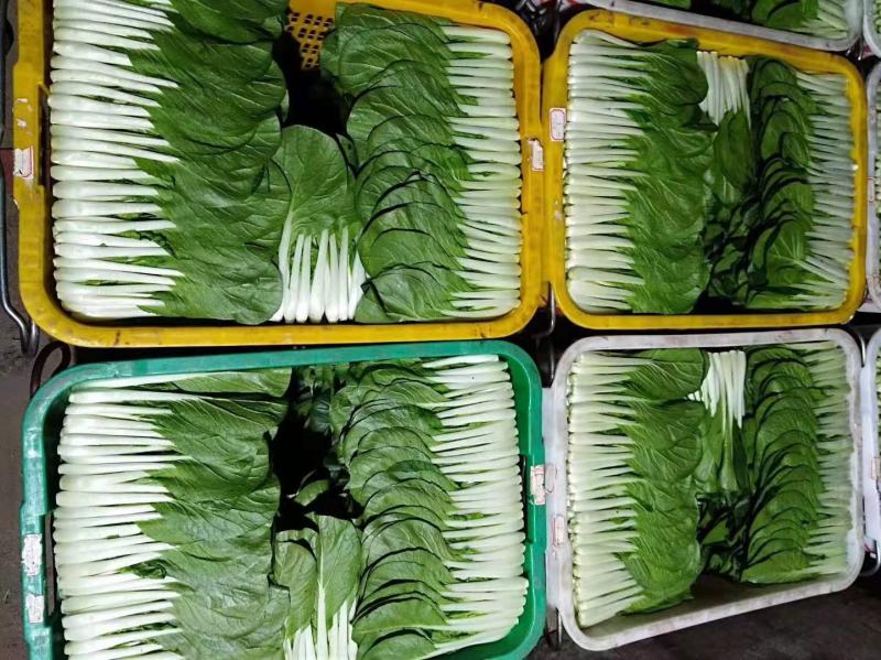 小白菜，精品广白，广东小白菜，黑叶白，好品质好市场，