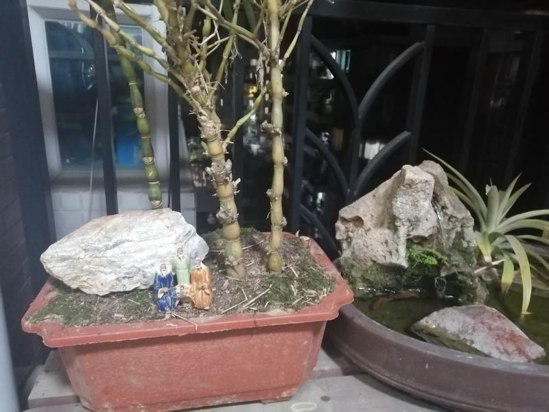 黄金佛肚竹买竹送兰花可选配石头可做精致盆景