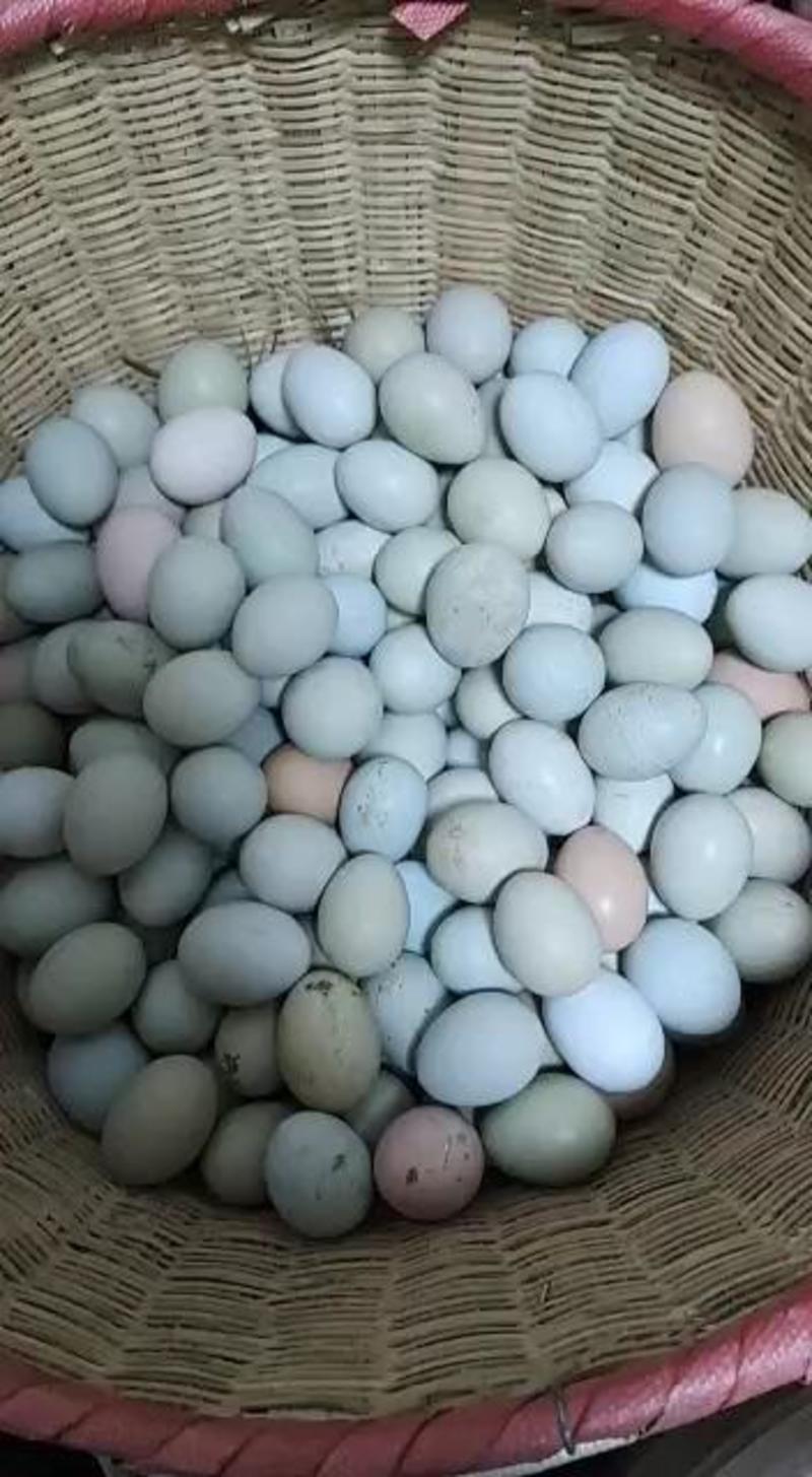 农家散养纯土鸡蛋，粮食喂养，批发360装，量大价优