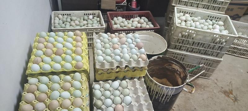 农家散养纯土鸡蛋，粮食喂养，批发360装，量大价优