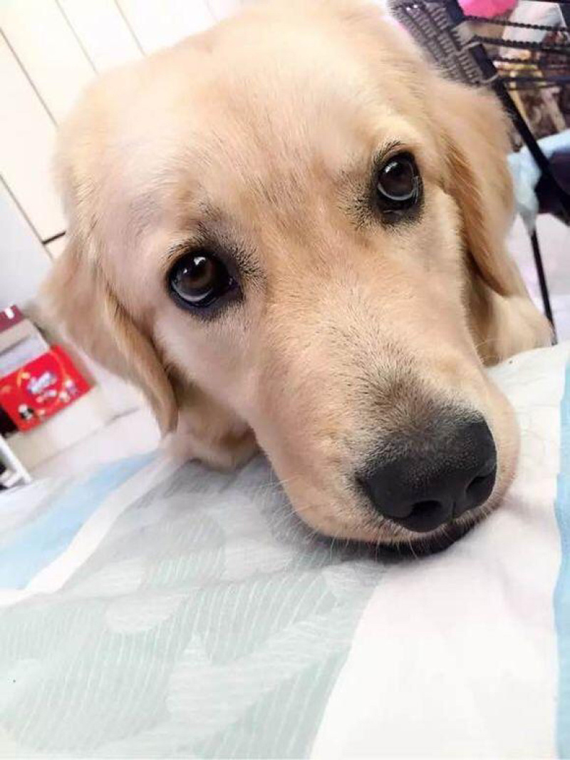 纯种金毛幼犬疫苗齐全，支持视频挑选，支持一亩田交易