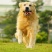 纯种金毛幼犬疫苗齐全，支持视频挑选，支持一亩田交易