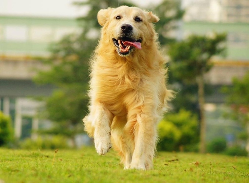 纯种金毛幼犬疫苗齐全，支持视频挑选，支持一亩田交易