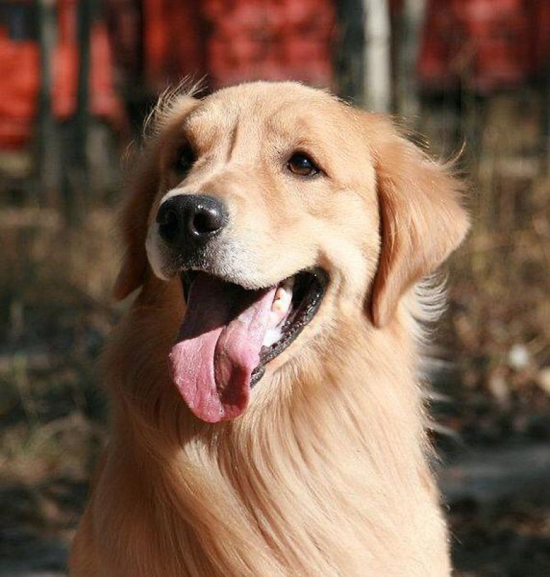 纯种金毛幼犬疫苗齐全，支持视频挑选，支持一亩田交易