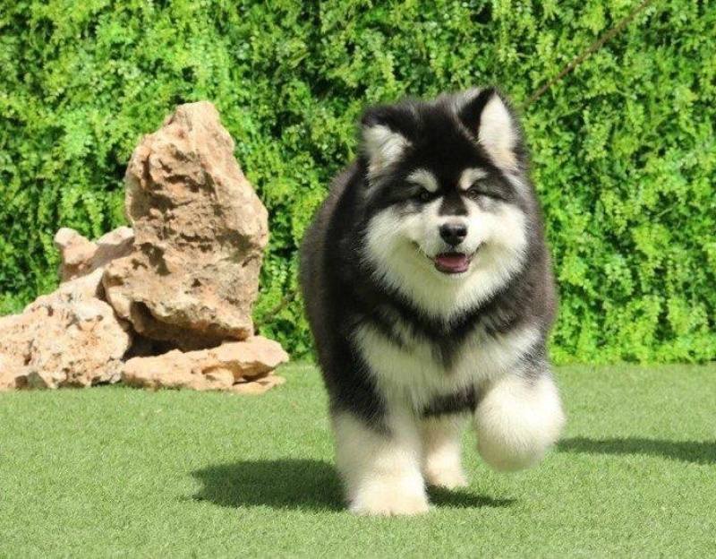 精品阿拉斯加幼犬，驱虫疫苗已做，支持视频在线选狗