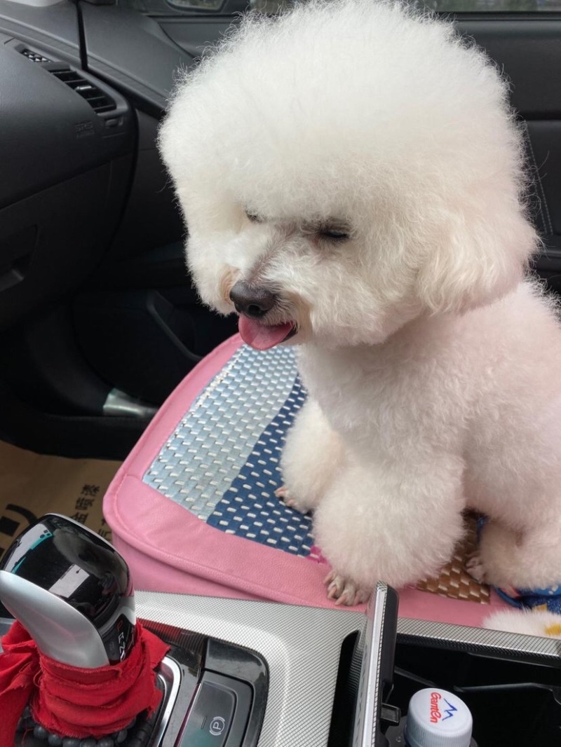 纯种比熊幼犬，驱虫疫苗已做，支持视频在线选狗