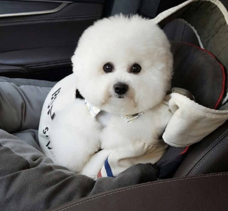 纯种比熊幼犬，驱虫疫苗已做，支持视频在线选狗