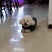 纯种比熊幼犬，驱虫疫苗已做，支持视频在线选狗