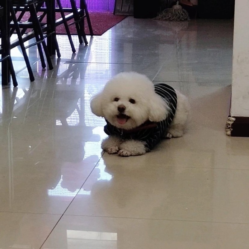 纯种比熊幼犬，驱虫疫苗已做，支持视频在线选狗