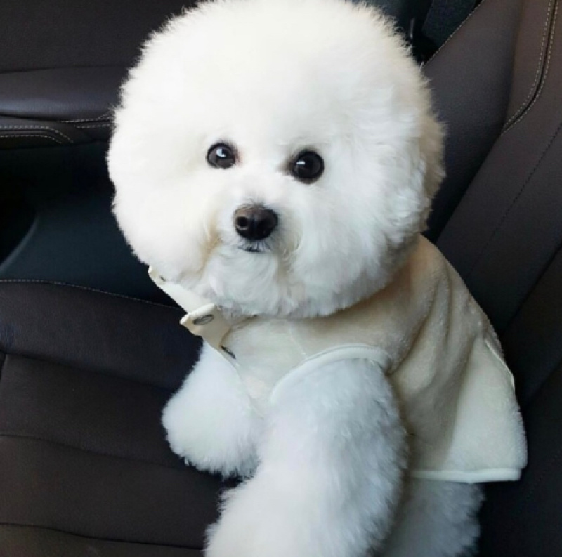 纯种比熊幼犬，驱虫疫苗已做，支持视频在线选狗