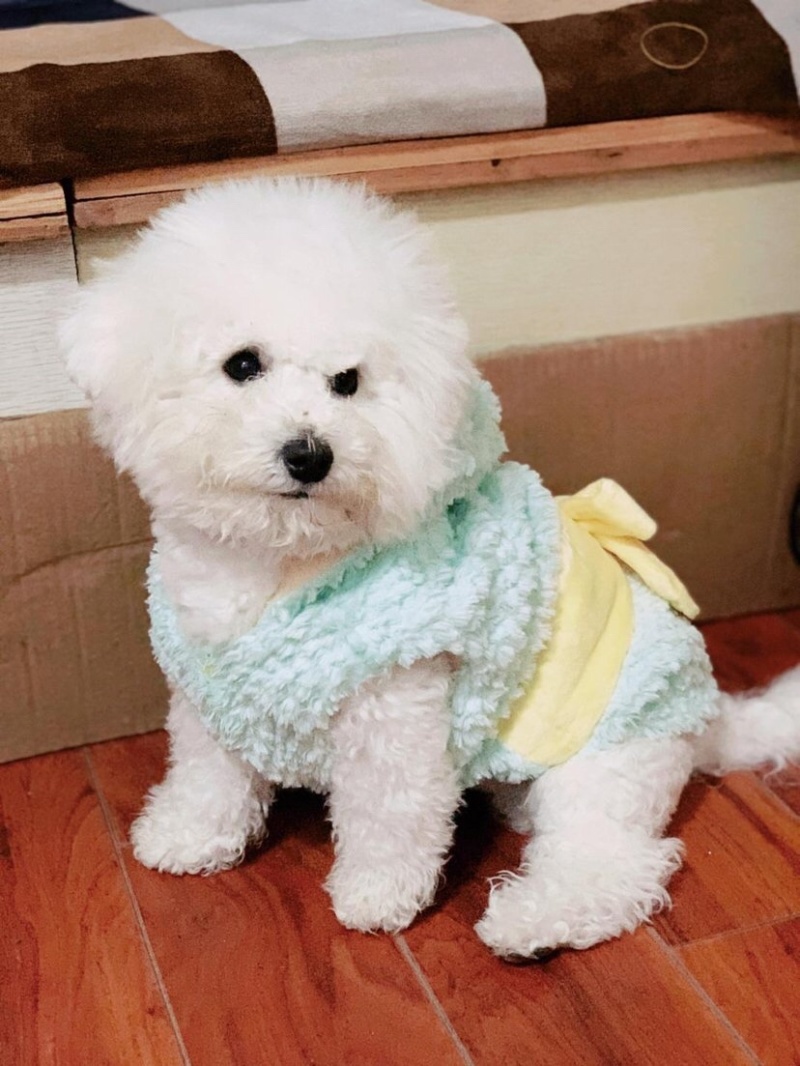 纯种比熊幼犬，驱虫疫苗已做，支持视频在线选狗