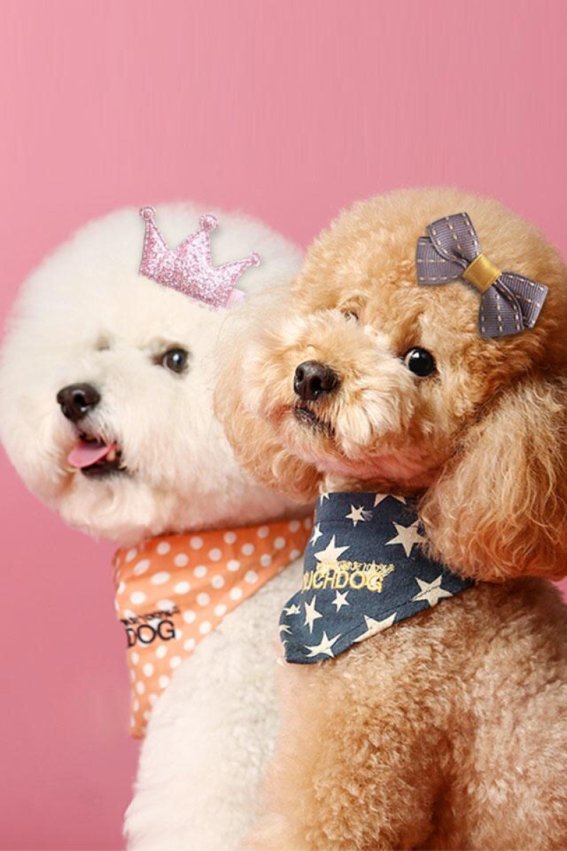 纯种比熊幼犬，驱虫疫苗已做，支持视频在线选狗