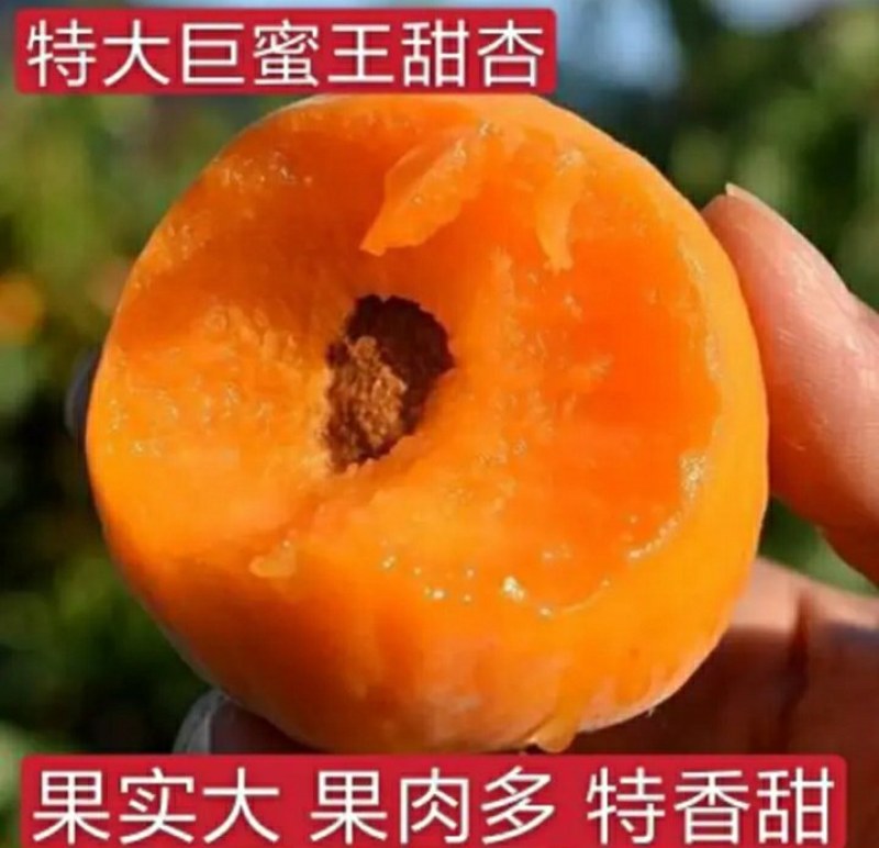 【优选商家】特大巨蜜王杏树苗，基地直销，包纯度，现挖现发