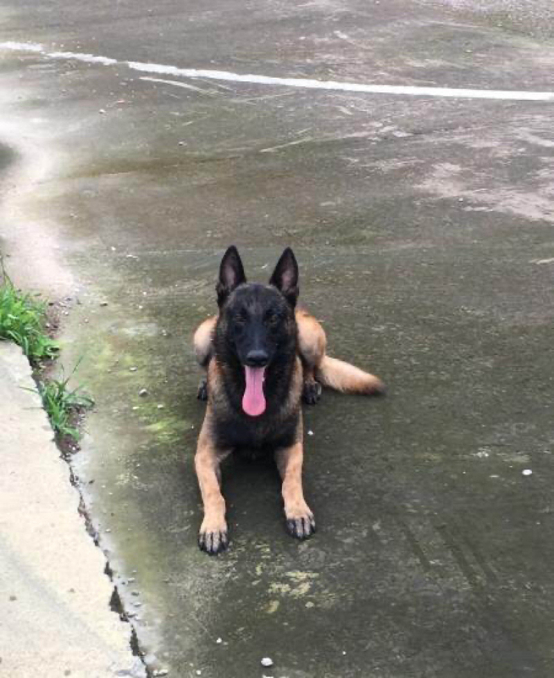 纯种马犬，驱虫疫苗已做，支持视频在线选狗